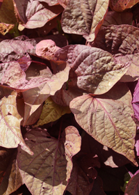 Ipomoea batatas 'Sweet Georgia Red Heart'